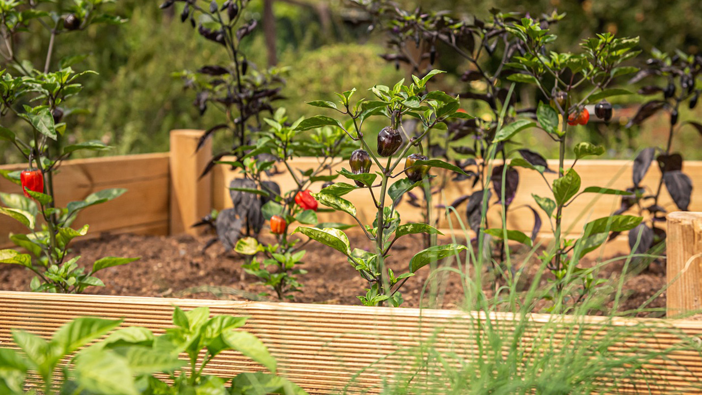 Elevate Your Garden: Crafting a Raised Garden Bed for Flourishing Greens